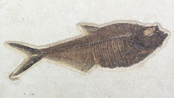 A beautiful 10 inch Diplomystus from the 18 inch layer of the Green River Formation.